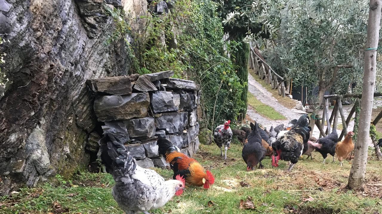 Casa Vacanza Castagna Nesso Luaran gambar